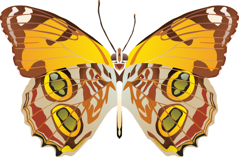 Butterfly Png Images (809x534), Png Download