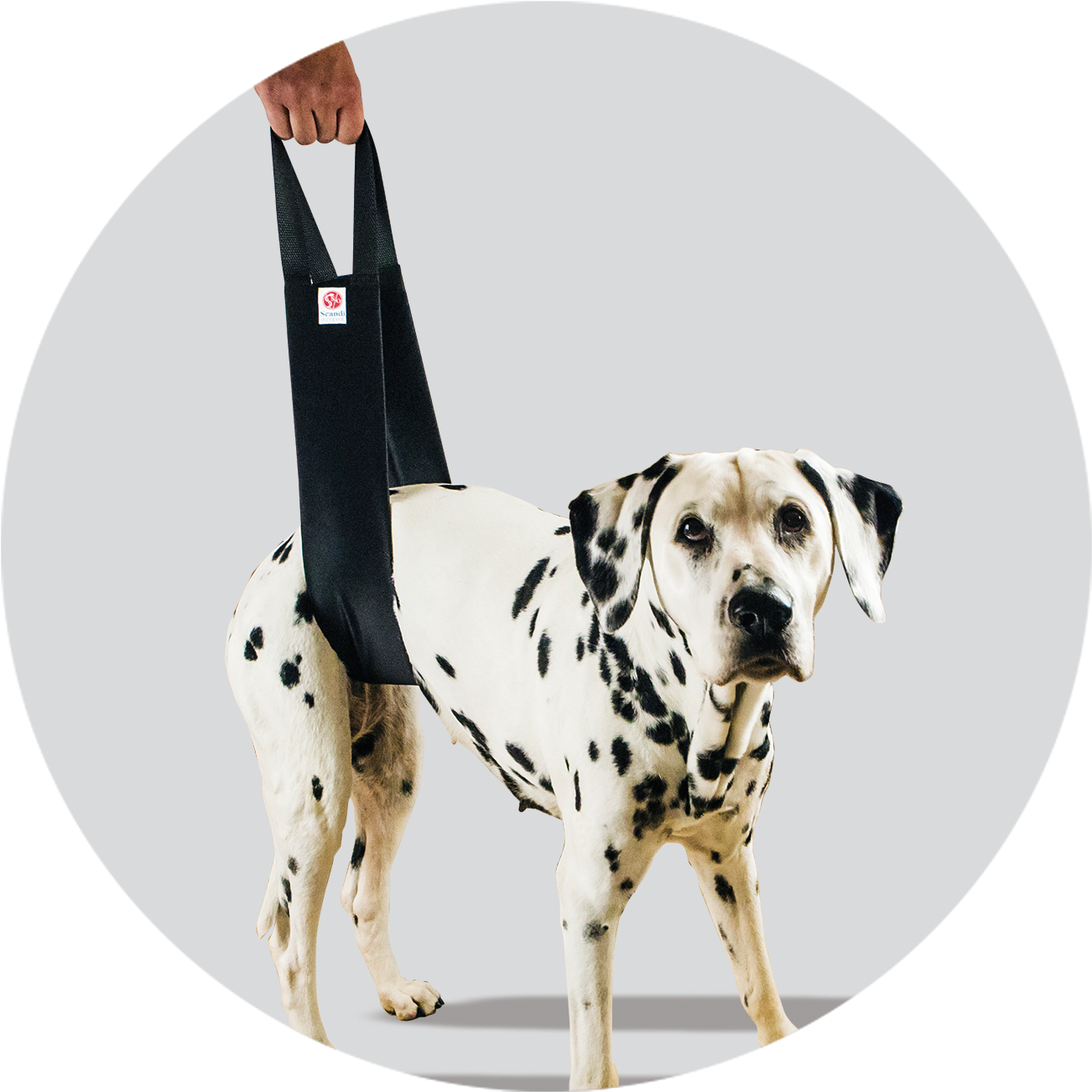 Helping Hand Standard - Dalmatian (1435x1621), Png Download