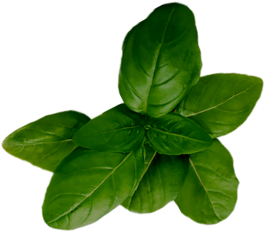 1872 Basil - Houseplant (1116x698), Png Download