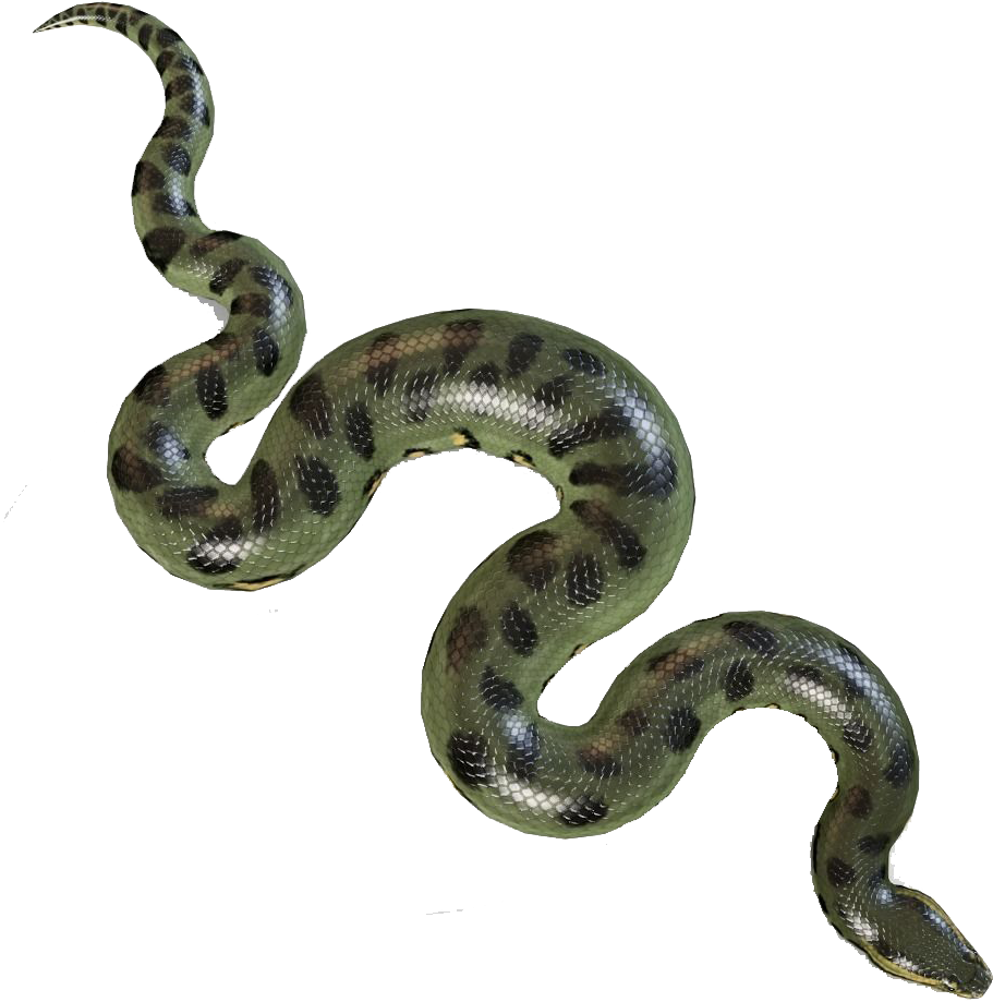 Anaconda With Transparent Background (1200x1200), Png Download