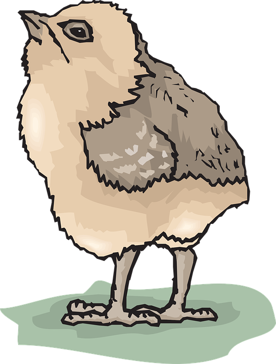 Poussins, Bébé, Oiseau, Pet - Bébé Oiseau Png (546x720), Png Download