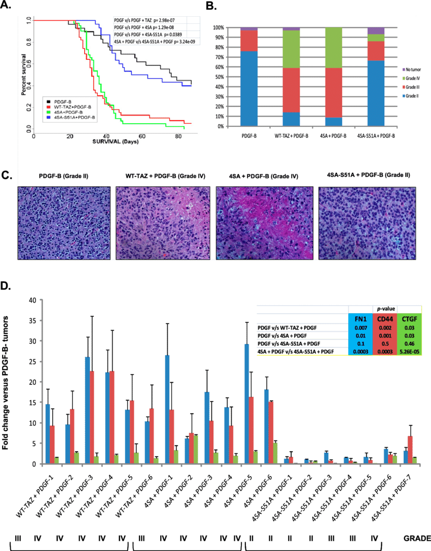 Taz Enhances Tumor Grade, Reduces Survival, And Promotes - Uber Market Share 2017 Sydney (850x1087), Png Download