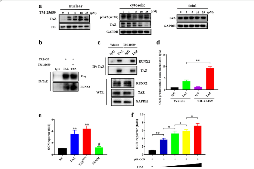 https://www.pngkey.com/png/full/837-8370172_tm-25659-facilitates-taz-nuclear-translocation-and-diagram.png
