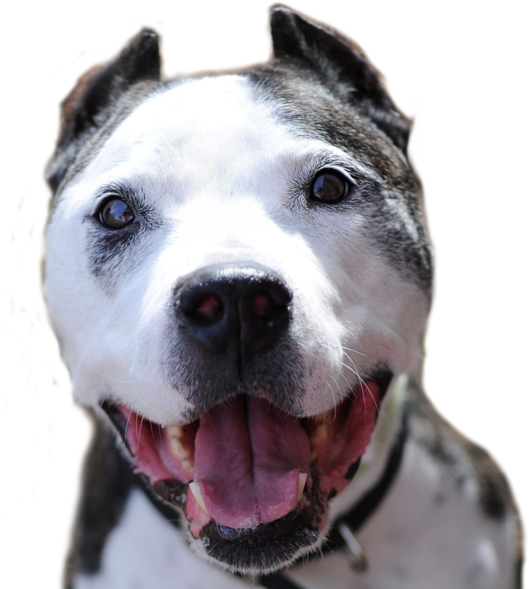 Lobo-webs - Bull And Terrier (1832x2018), Png Download