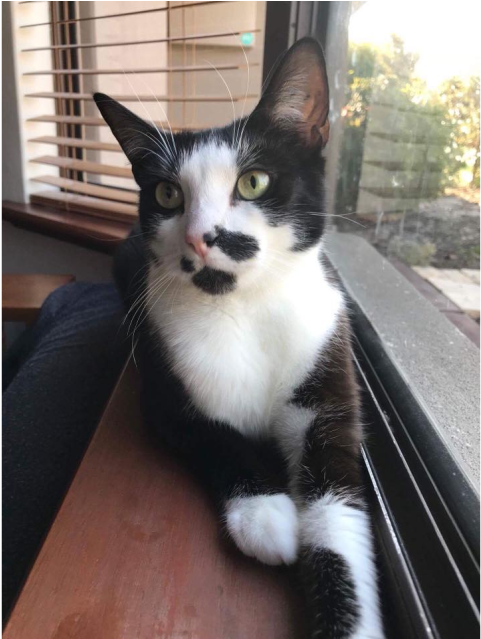 Photo Of Ac0657 Scribbles - Domestic Short-haired Cat (638x638), Png Download