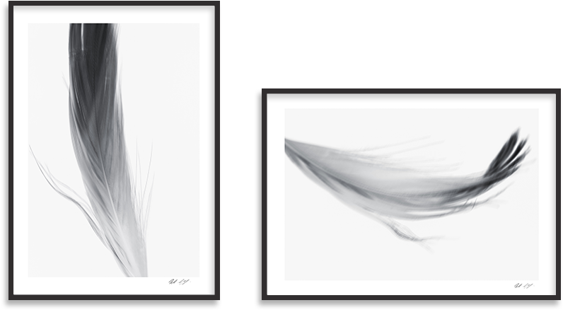 Popular Feathers Packages - Sketch (900x675), Png Download