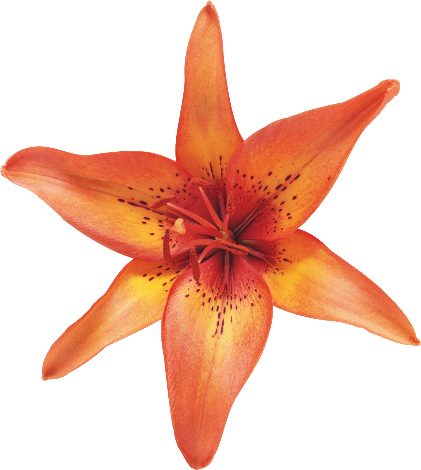 What Is The Best Converter Used For Converting Png - Лилия Цветок На Белом Фоне (1433x1600), Png Download