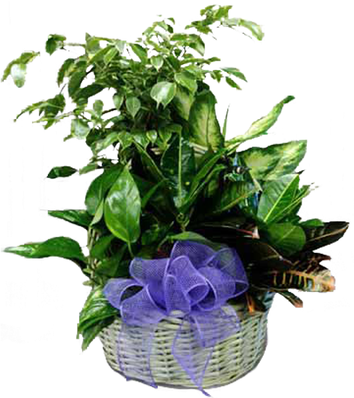 Garden With Purple Bow - Garden Roses (600x600), Png Download