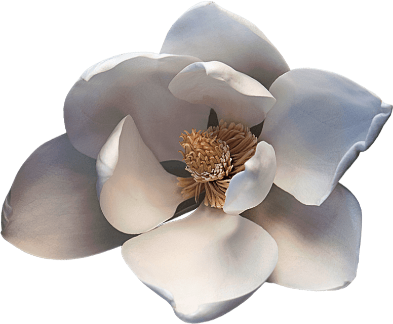 Noble Viii Magnolia - Artificial Flower (800x1000), Png Download