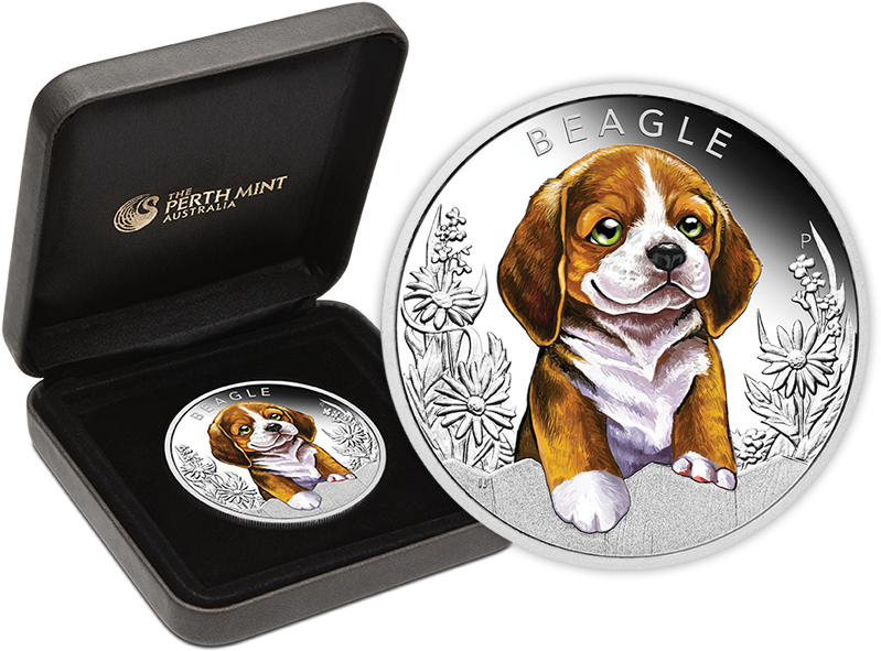 Beagle Png (800x600), Png Download