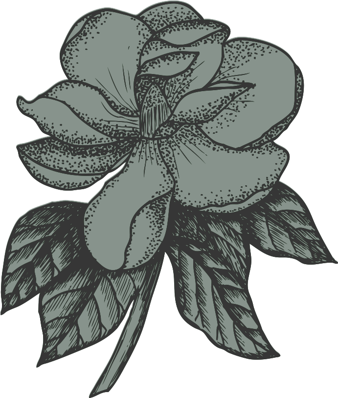 Magnolia - Rosa Glauca (1000x1000), Png Download