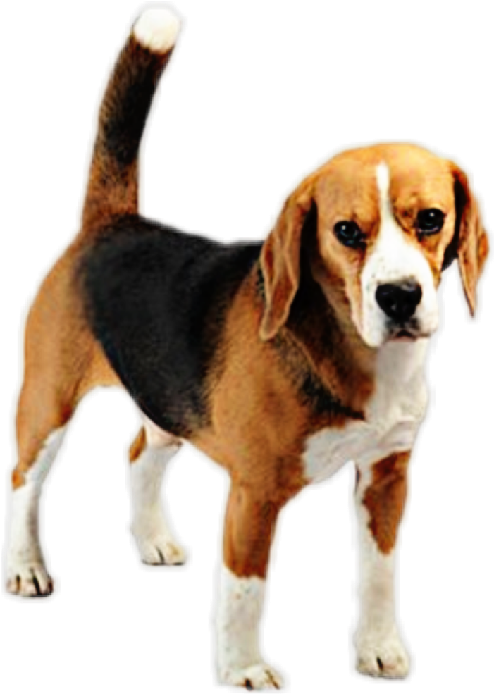 Beagle Sticker - Beagle-harrier (1024x1024), Png Download