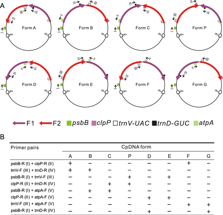 Sketches Of Eight Different Cpdna Forms - Diagram (850x817), Png Download