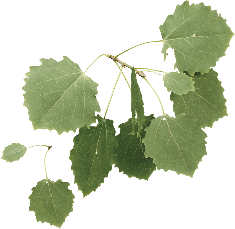 Aspen - Grape (1024x1024), Png Download
