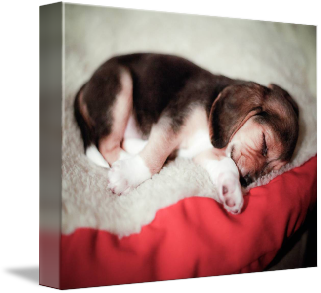 Baby By Susan Weingartner - Cat (650x593), Png Download