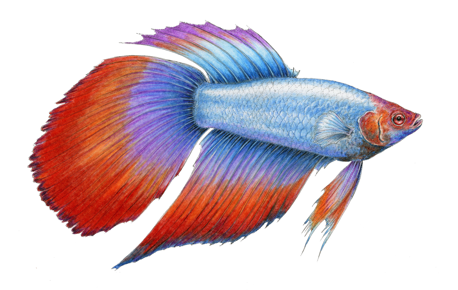 Betta Fish - Alot Of Betta Fish Png (900x566), Png Download