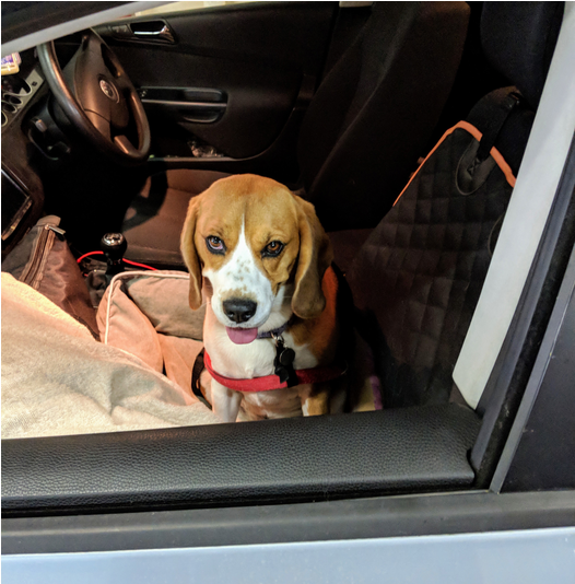 Article 3 Centrec73ce9b8 Cf0e 0ab4 9f61 742457ff3a1e - Beagle-harrier (933x533), Png Download