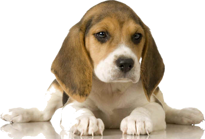 This Beagle Potty Training Helps You Get Off To A Great - Dogs And Puppies (682x461), Png Download