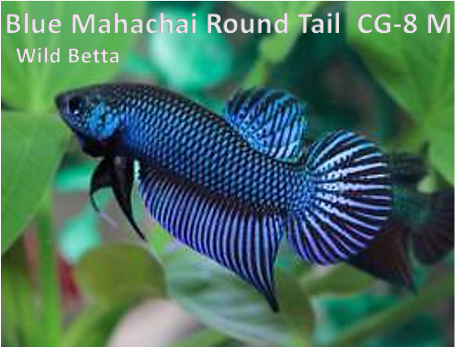 Pomacentridae (1094x700), Png Download