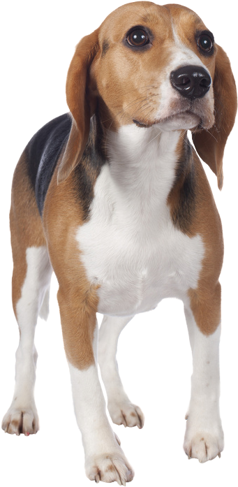 Beagle Von Vorne - Beagle (565x849), Png Download