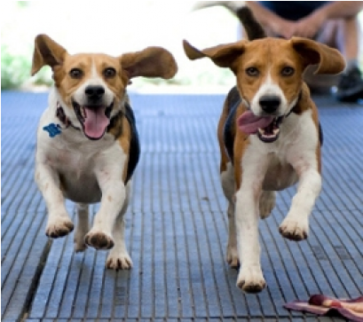 People For The Ethical Treatment Of Animals (870x362), Png Download