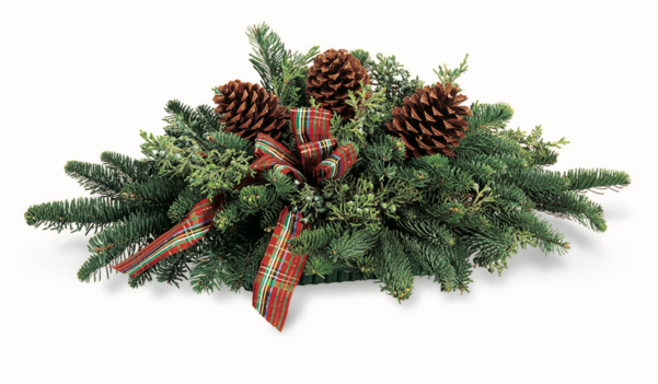 Christmas Tree (600x600), Png Download