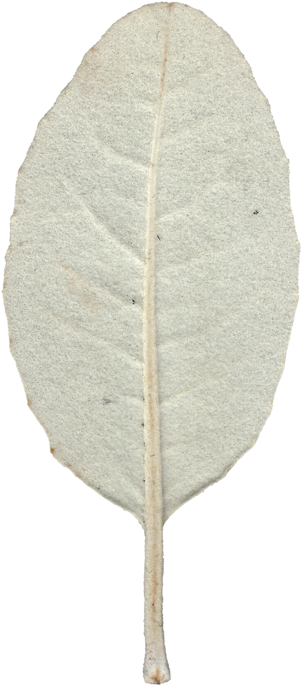 Leaf 07 Back Texture - Still Life Photography (1113x1600), Png Download