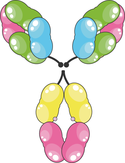 Iga - Immunoglobulin E (525x684), Png Download