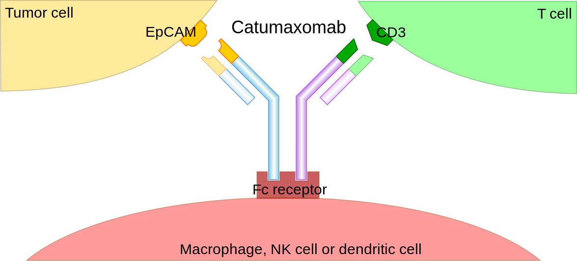 Catumaxomab Mechanism Of Action (1175x533), Png Download