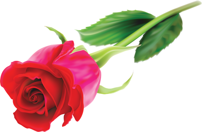 Png Rosas Rojas - Dziękuje Że Jesteś Mamo (700x457), Png Download