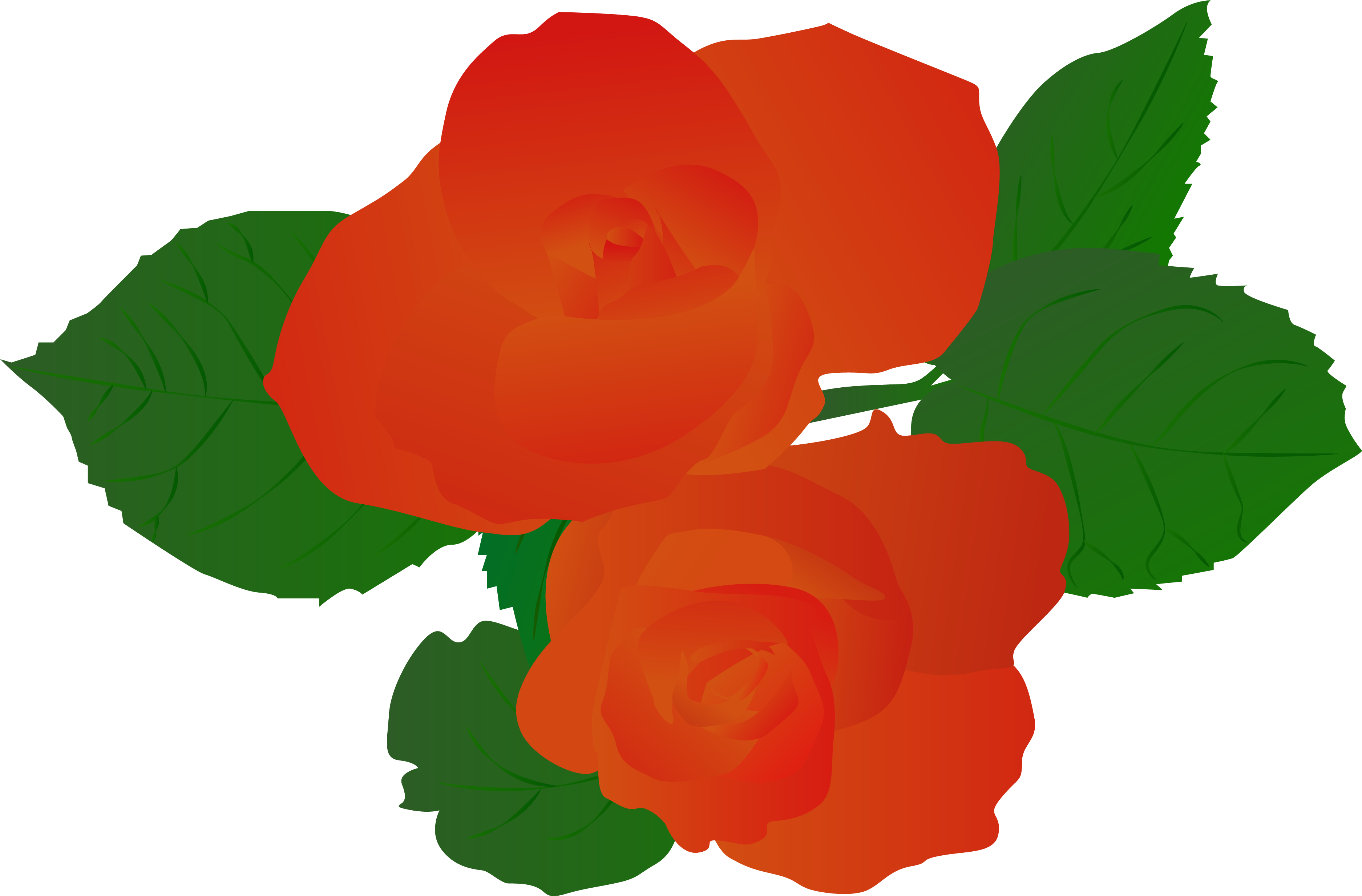 Illustration Illustrator Plant Rose Hand Drawn Red - Vector Graphics (4167x4167), Png Download