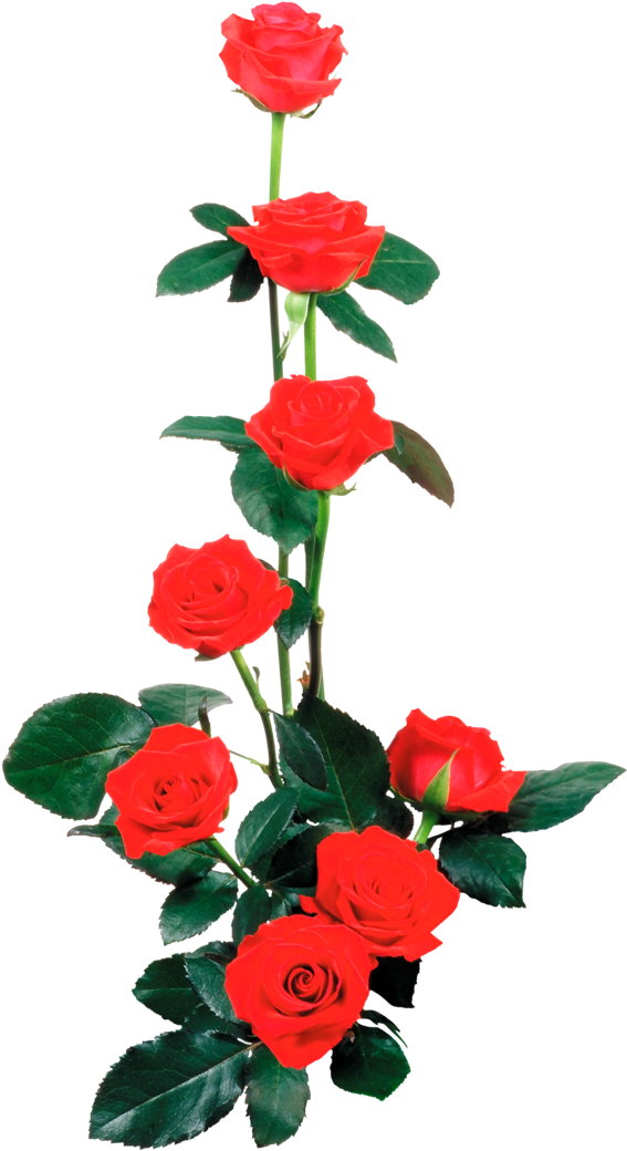 Rosas Rojas En Png Arte Digital - Dia Dos Namorados (600x1134), Png Download