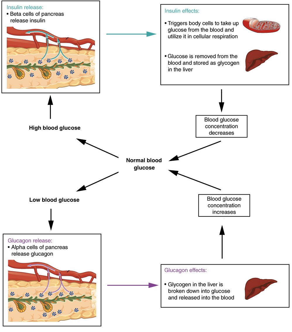 If Blood Glucose Concentration Rises Above The Normal - Maqueta Sobre Homeostasis (1000x1143), Png Download
