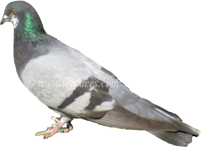 La Paloma Ternano Con Barras - Somali Pigeon Columba Oliviae (708x556), Png Download