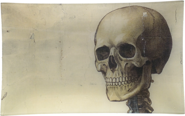 Skull (800x800), Png Download