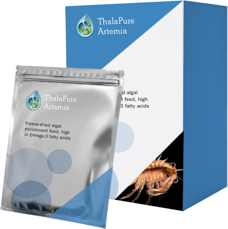 Artemia - Flyer (1200x1023), Png Download