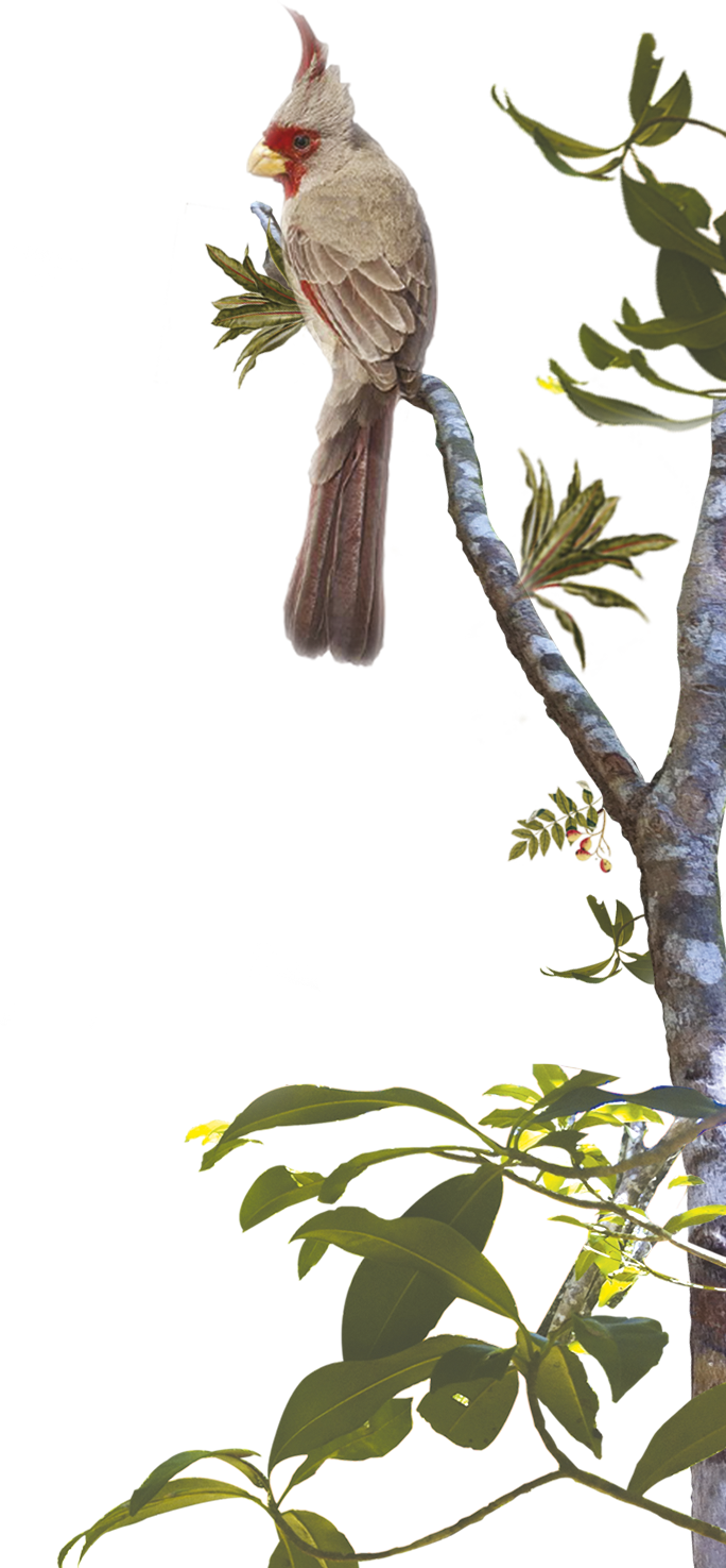 Magic In The Jungle - Hummingbird (684x1475), Png Download