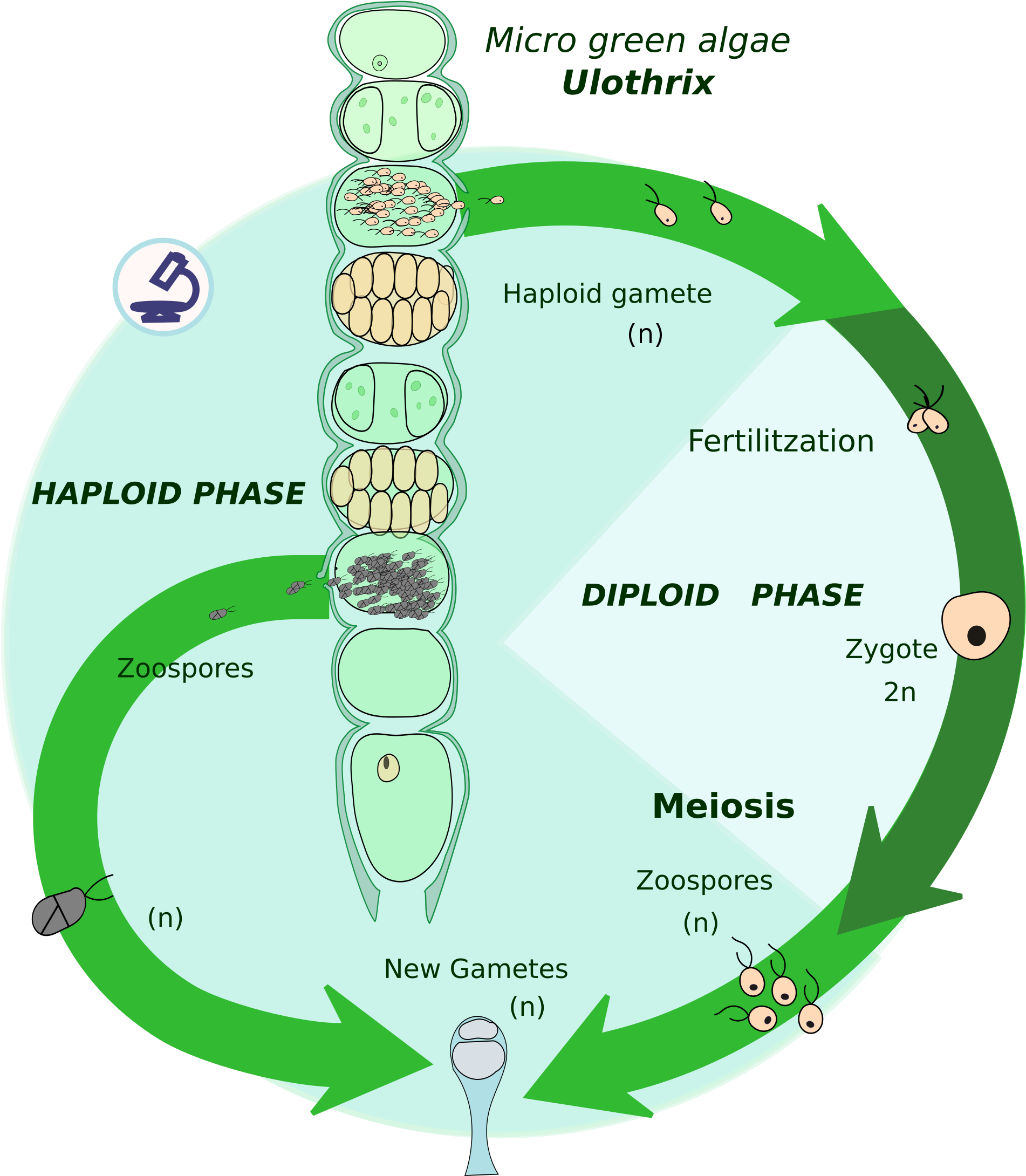 Haplontic Life Cycle[edit] - Biological Life Cycle (2000x2277), Png Download