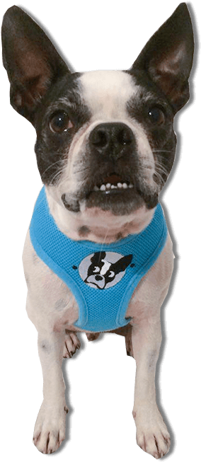 Blue Light - Dog Catches Something (750x750), Png Download