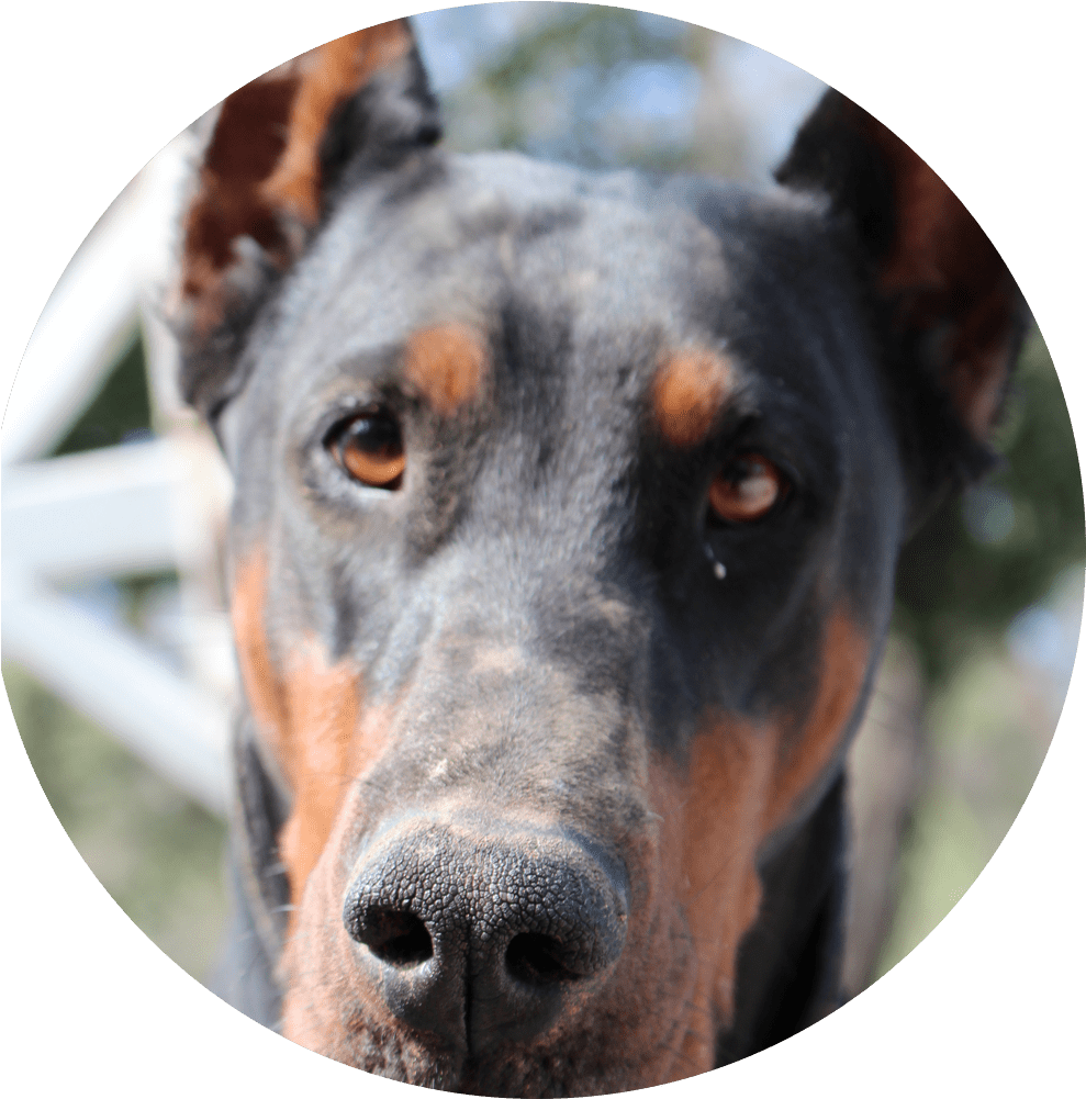 Our Dobermans - Dobermann (1000x1000), Png Download