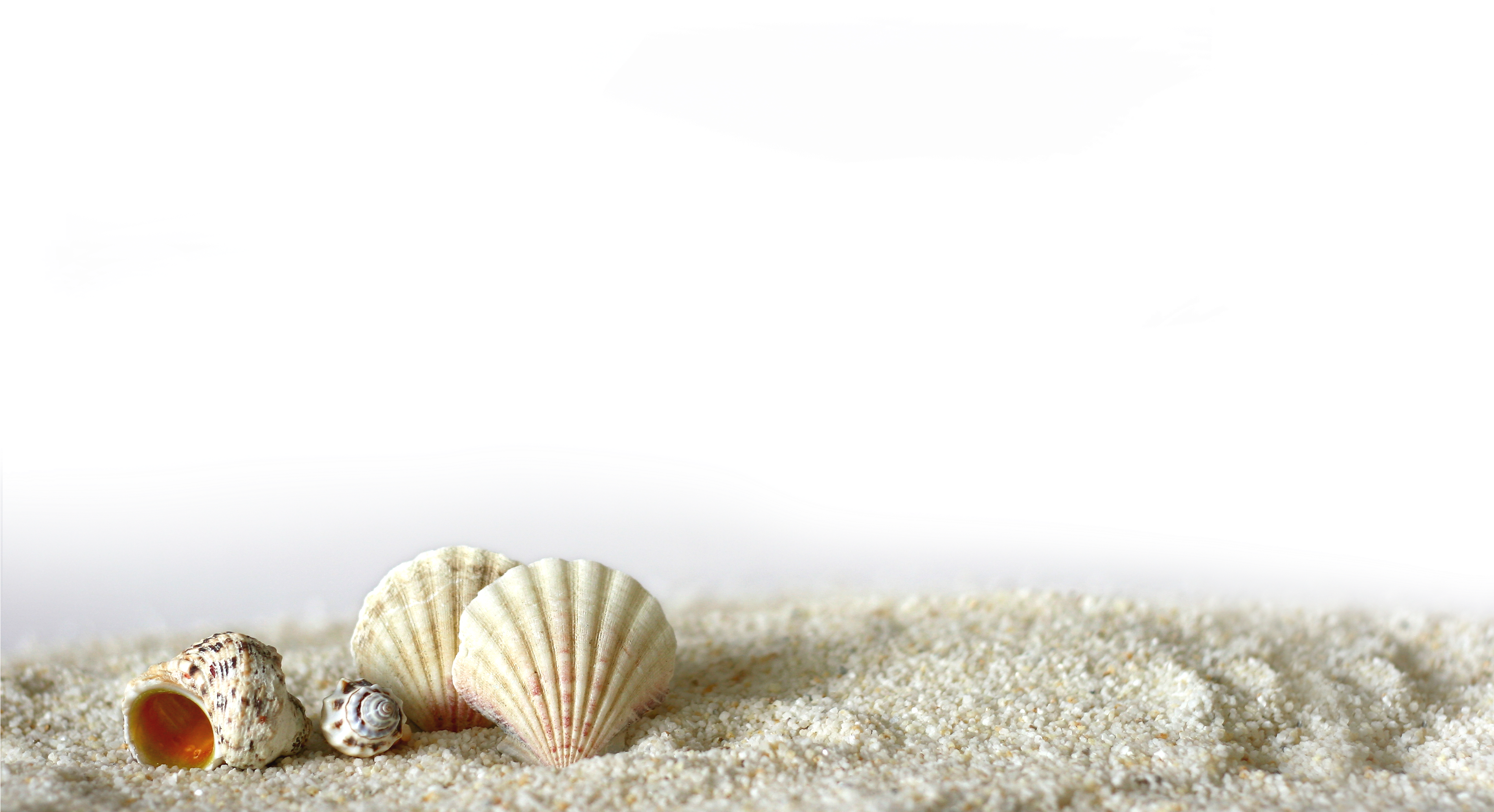 Download Beach Of La Concha Seashell Light Shell - Beach Sand Png  Transparent PNG Image with No Background 