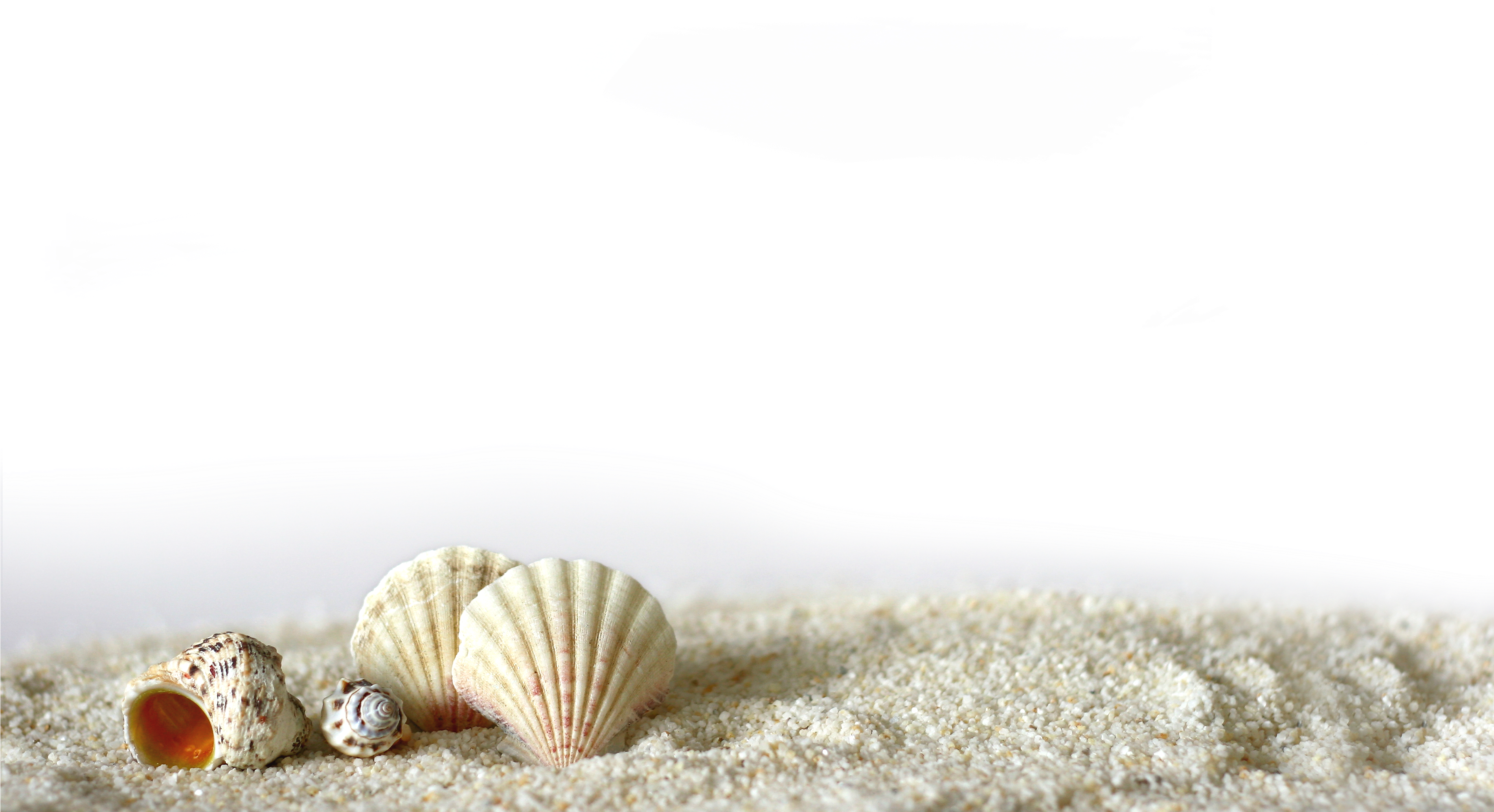 Beach Of La Concha Seashell Light Shell - Beach Sand Png Transparent (3800x2800), Png Download