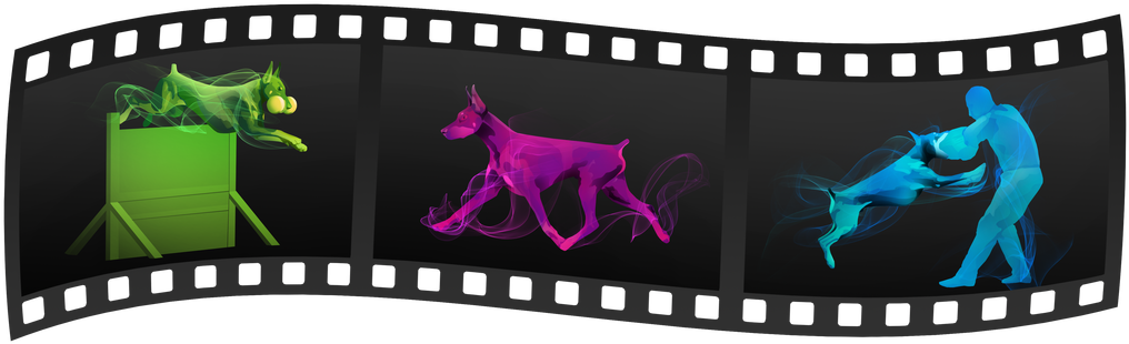 We Follow The Doberman Pinscher Club Of America And - Film (1100x325), Png Download