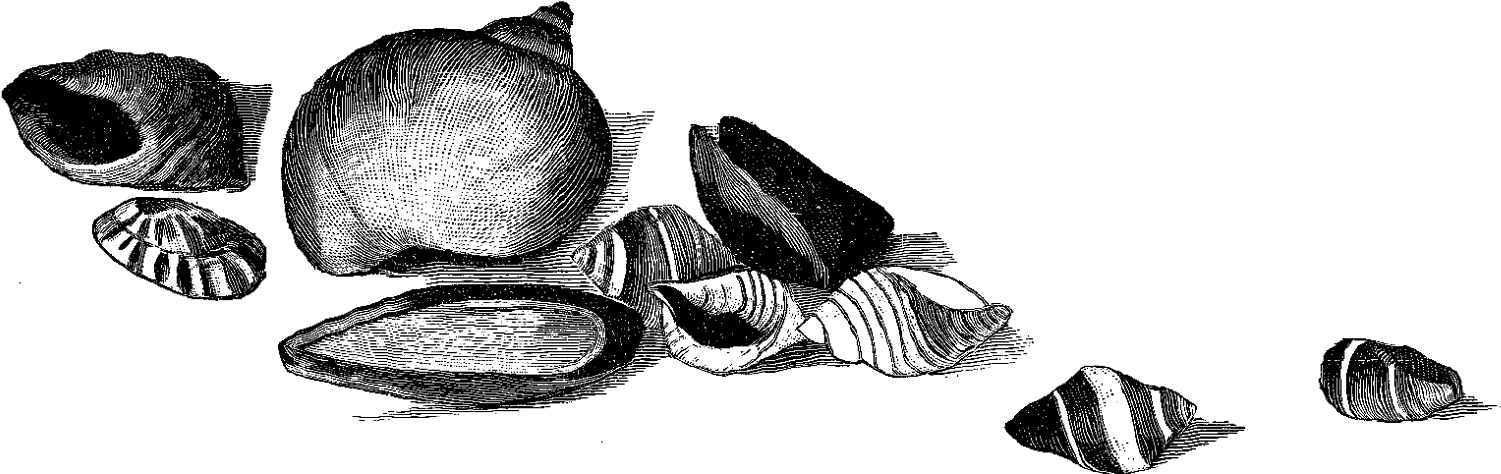 The Sea Shell Clip Art Is A Lovely Pencil Artwork Drawing - Sketch (1600x613), Png Download