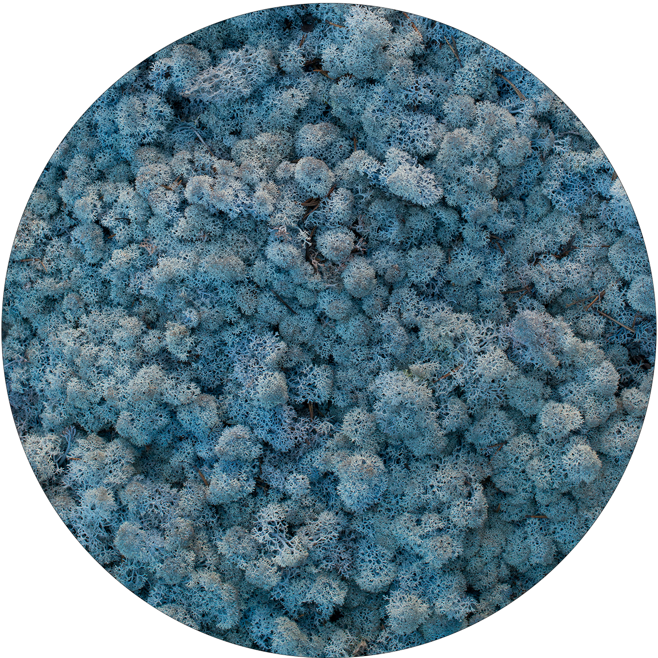 59 Ice Blue - Мох Стабилизированный Голубой (1335x1335), Png Download