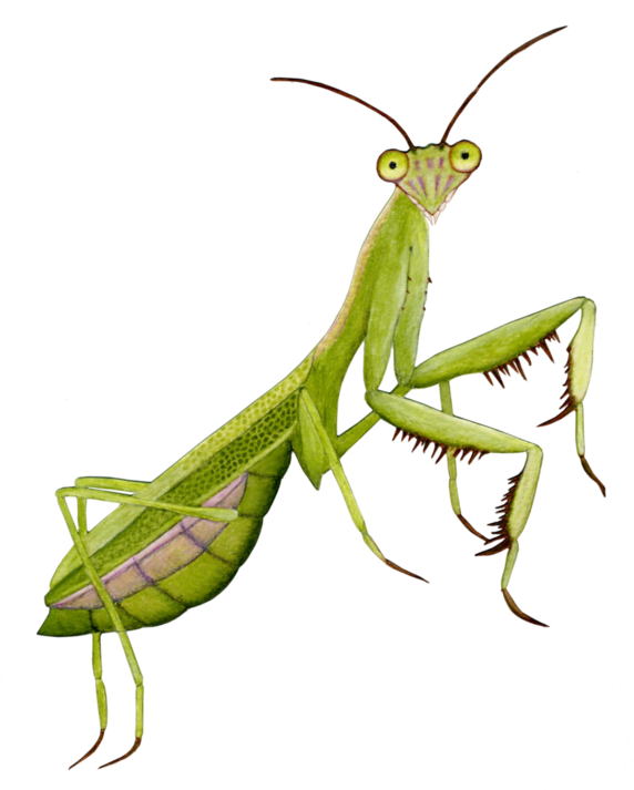 Mantidae (572x713), Png Download