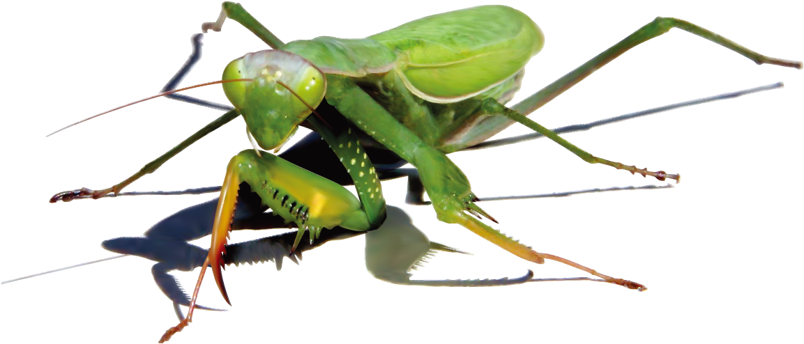 Mantis Png Image - Illustrator (1181x1181), Png Download
