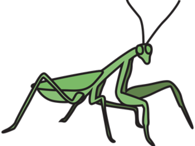 Mantidae (640x480), Png Download