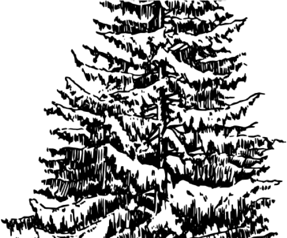 Drawn Pine Tree Thick - Evergreen Tree Line Drawing (640x480), Png Download