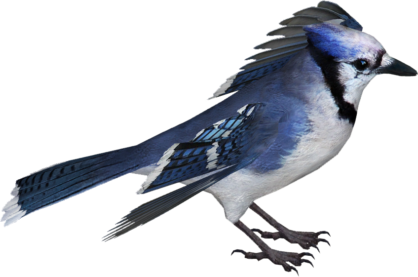 Blue Jay (846x846), Png Download
